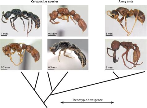 The Evolution of Ant.